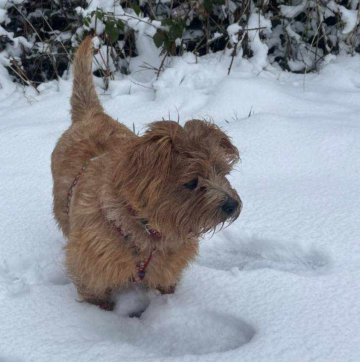 Un Norfolk Terrier sur une surface enneigée et portant un harnais 