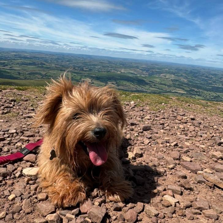 Un Norfolk Terrier ayant la langue pendante et qui est tenu en laisse 