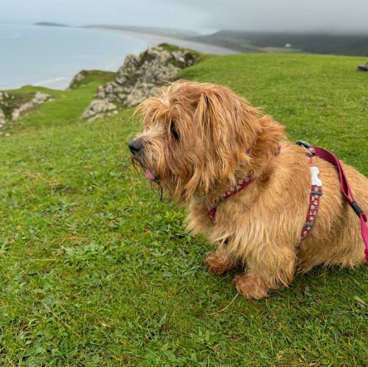 Un Norfolk Terrier assis sur une surface herbacée et qui est tenu en laisse 