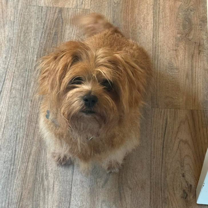 Un Norfolk Terrier assis sur un plancher et portant un collier autour du cou