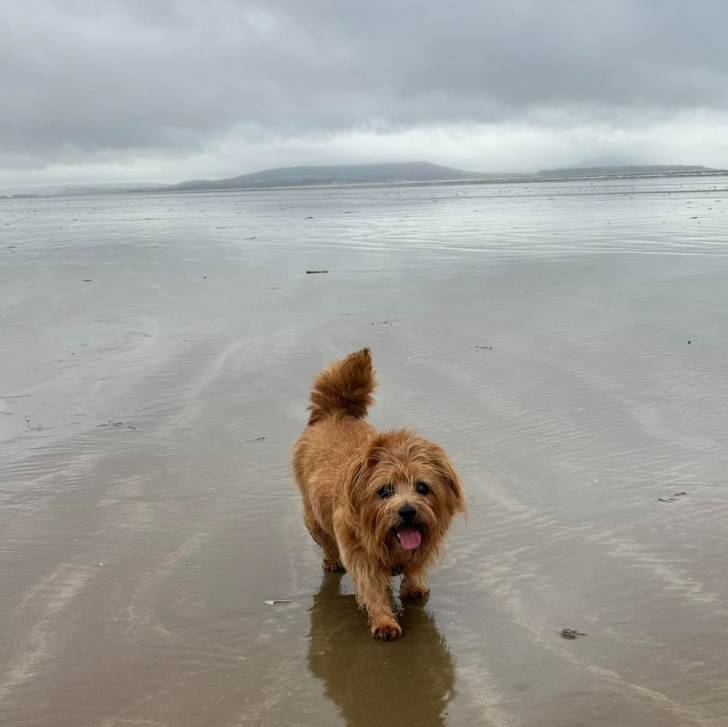 Un Norfolk Terrier sur une surface sableuse e ayant la langue pendante 