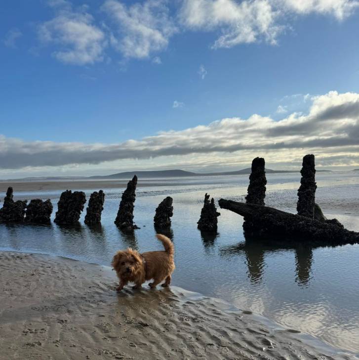 Un Norfolk Terrier sur un terrain sableux et portant un harnais 