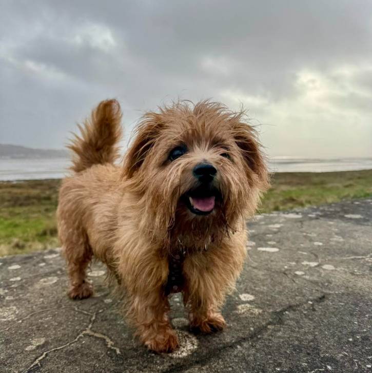 Un Norfolk Terrier sur une surface bitumée et portant un harnais 