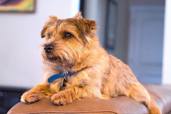 Un Norfolk Terrier allongé sur un canapé et portant un collier autour du cou