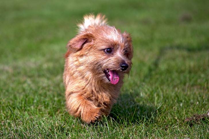Un Norfolk Terrier marchant sur une surface gazonnée 