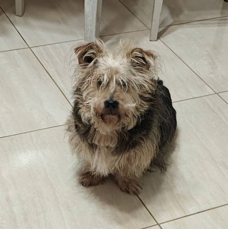 Un Norfolk Terrier assis sur un sol carrelé et regardant vers la caméra 