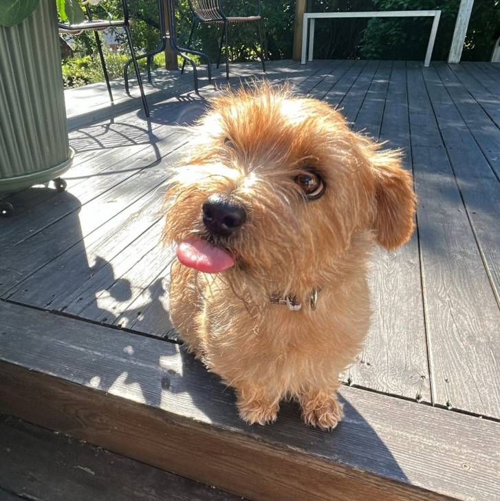 Un Norfolk Terrier portant un collier autour du cou et tirant la langue 