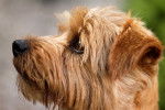 Photo Norfolk Terrier
