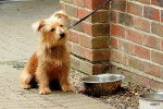 Photo Norfolk Terrier