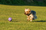 Photo Norfolk Terrier