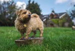 Photo Norfolk Terrier