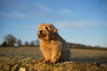 Photo Norfolk Terrier