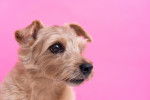 Photo Norfolk Terrier