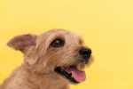 Photo Norfolk Terrier