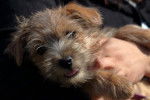 Photo Norfolk Terrier