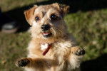 Photo Norfolk Terrier