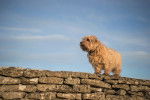 Photo Norfolk Terrier