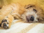 Photo Norfolk Terrier