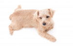 Photo Norfolk Terrier
