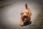 Photo Norfolk Terrier