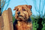 Photo Norfolk Terrier