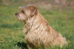Un Norfolk Terrier assis sur une surface herbacée 
