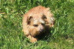 Un Norfolk Terrier allongé sur un terrain herbeux et semblant détendu 