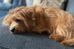 Un Norfolk Terrier allongé sur un canapé et portant un collier autour du cou
