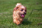 Un Norfolk Terrier marchant sur une surface gazonnée 