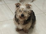 Un Norfolk Terrier assis sur un sol carrelé et regardant vers la caméra 