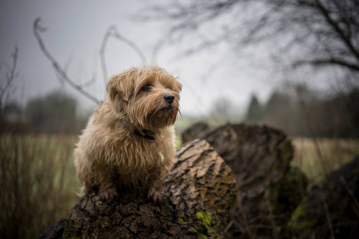 Photo Norfolk Terrier