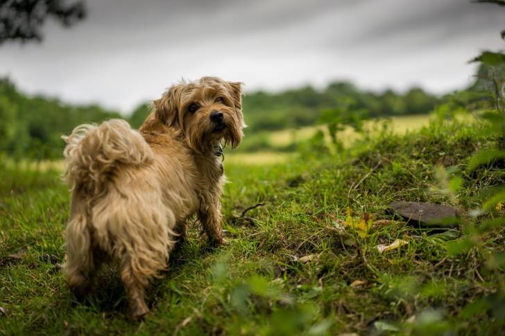 Photo Norfolk Terrier