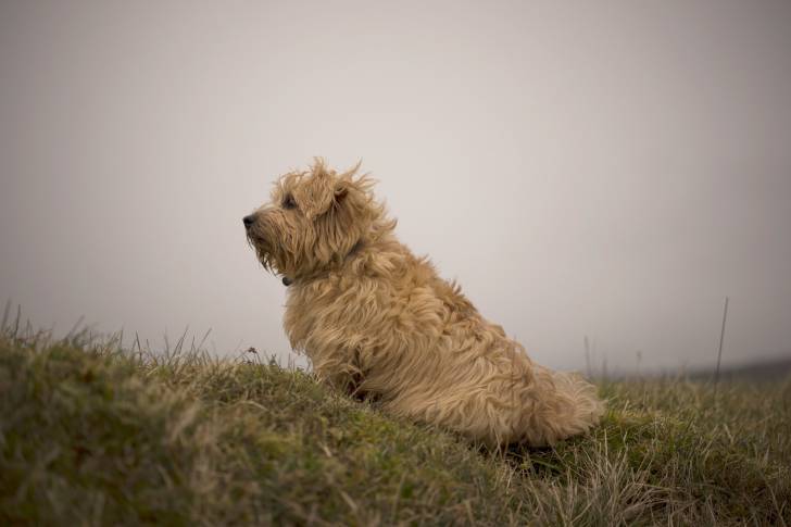 Photo Norfolk Terrier