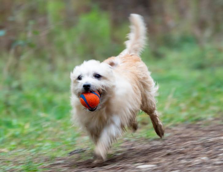Photo Norfolk Terrier