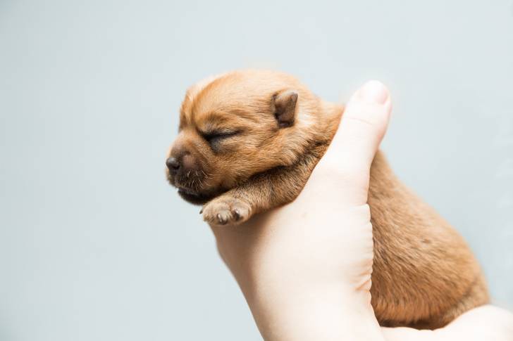 Photo Norfolk Terrier