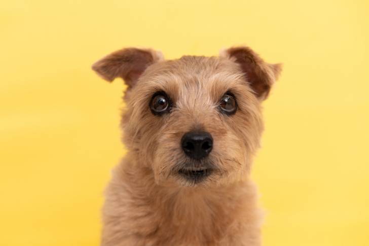 Photo Norfolk Terrier