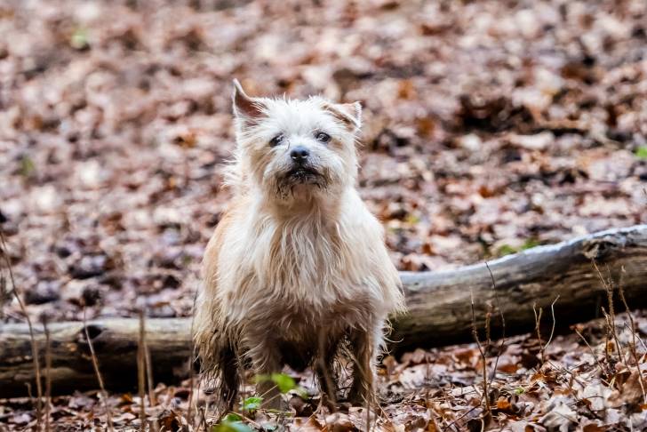 Photo Norfolk Terrier