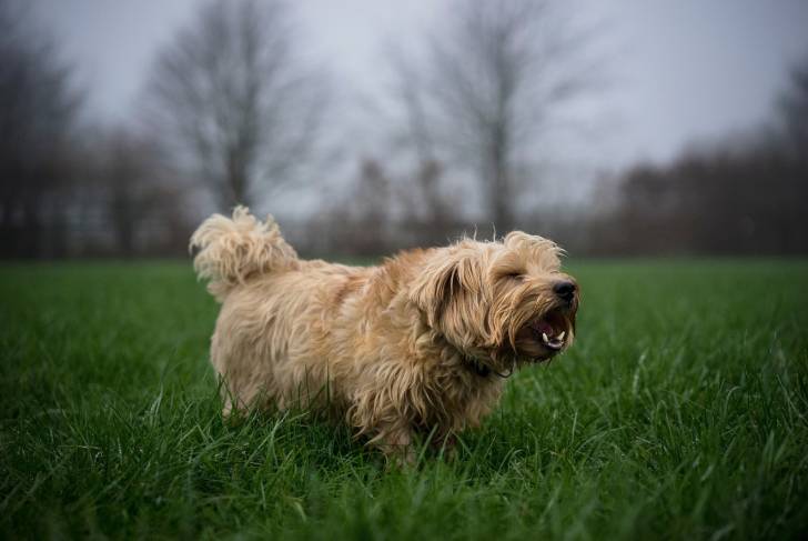 Photo Norfolk Terrier