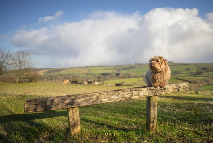 Photo Norfolk Terrier