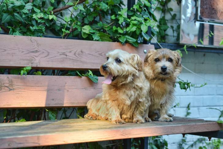 Photo Norfolk Terrier