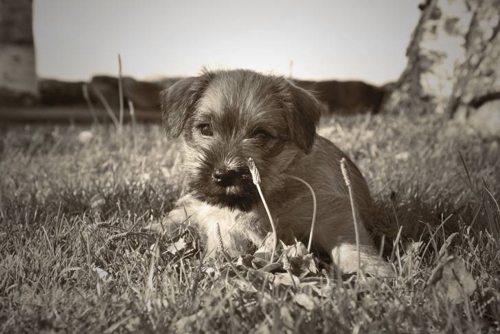Photo Norfolk Terrier