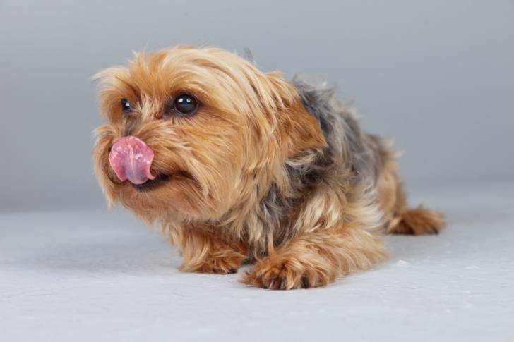 Photo Norfolk Terrier
