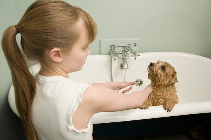 Photo Norfolk Terrier