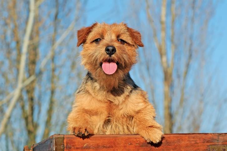 Un petit Norfolk Terrier se tient debout