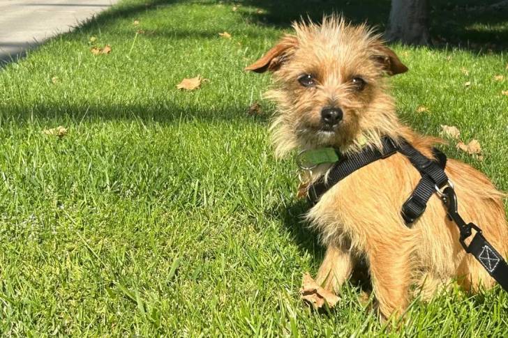 Un Norfolk Terrier assis sur une surface herbacée et qui est tenu en laisse 