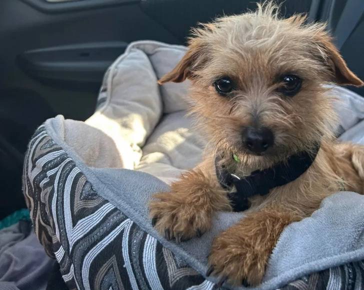 Un Norfolk Terrier allongé dans un panier et portant un harnais 