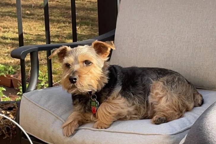 Un Norfolk Terrier allongé sur un fauteuil et portant un collier autour du cou