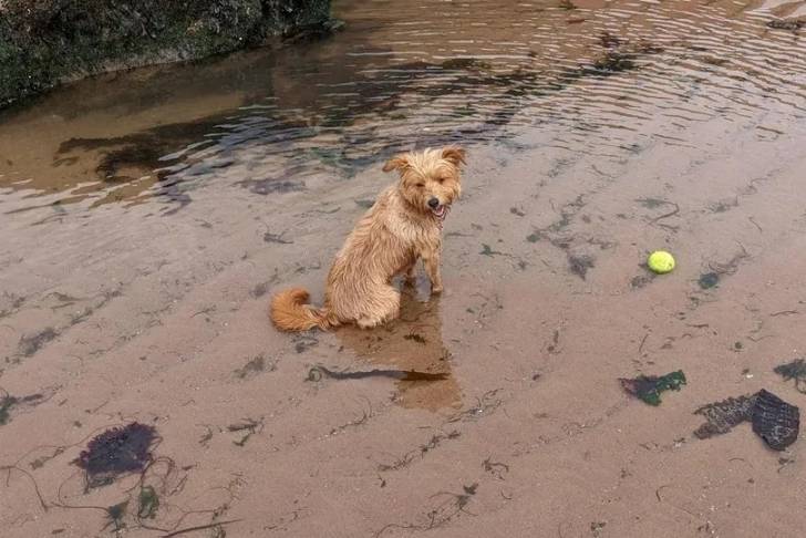 Un Norfolk Terrier assis dans l'eau 