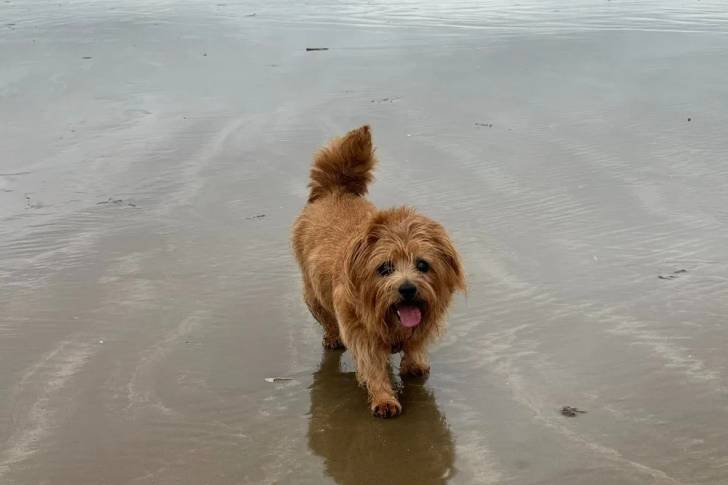 Un Norfolk Terrier sur une surface sableuse e ayant la langue pendante 