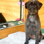 Un Affenpug assis sur une couverture blanche dans une pièce en bois
